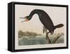 Illustration from 'Birds of America', 1827-38 (Hand-Coloured and Aquatint)-John James Audubon-Framed Stretched Canvas