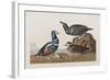 Illustration from 'Birds of America', 1827-38 (Hand-Coloured and Aquatint)-John James Audubon-Framed Giclee Print