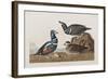 Illustration from 'Birds of America', 1827-38 (Hand-Coloured and Aquatint)-John James Audubon-Framed Giclee Print