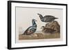 Illustration from 'Birds of America', 1827-38 (Hand-Coloured and Aquatint)-John James Audubon-Framed Giclee Print