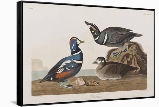 Illustration from 'Birds of America', 1827-38 (Hand-Coloured and Aquatint)-John James Audubon-Framed Stretched Canvas