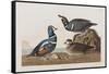 Illustration from 'Birds of America', 1827-38 (Hand-Coloured and Aquatint)-John James Audubon-Framed Stretched Canvas