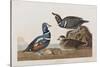 Illustration from 'Birds of America', 1827-38 (Hand-Coloured and Aquatint)-John James Audubon-Stretched Canvas