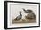 Illustration from 'Birds of America', 1827-38 (Hand-Coloured and Aquatint)-John James Audubon-Framed Giclee Print