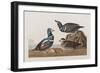 Illustration from 'Birds of America', 1827-38 (Hand-Coloured and Aquatint)-John James Audubon-Framed Giclee Print