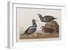 Illustration from 'Birds of America', 1827-38 (Hand-Coloured and Aquatint)-John James Audubon-Framed Giclee Print