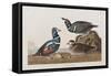 Illustration from 'Birds of America', 1827-38 (Hand-Coloured and Aquatint)-John James Audubon-Framed Stretched Canvas