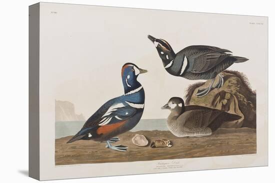 Illustration from 'Birds of America', 1827-38 (Hand-Coloured and Aquatint)-John James Audubon-Stretched Canvas