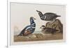 Illustration from 'Birds of America', 1827-38 (Hand-Coloured and Aquatint)-John James Audubon-Framed Giclee Print