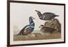 Illustration from 'Birds of America', 1827-38 (Hand-Coloured and Aquatint)-John James Audubon-Framed Giclee Print