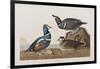 Illustration from 'Birds of America', 1827-38 (Hand-Coloured and Aquatint)-John James Audubon-Framed Giclee Print