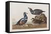 Illustration from 'Birds of America', 1827-38 (Hand-Coloured and Aquatint)-John James Audubon-Framed Stretched Canvas