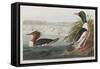 Illustration from 'Birds of America', 1827-38 (Hand-Coloured and Aquatint)-John James Audubon-Framed Stretched Canvas