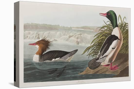 Illustration from 'Birds of America', 1827-38 (Hand-Coloured and Aquatint)-John James Audubon-Stretched Canvas