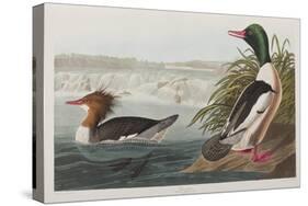 Illustration from 'Birds of America', 1827-38 (Hand-Coloured and Aquatint)-John James Audubon-Stretched Canvas