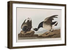 Illustration from 'Birds of America', 1827-38 (Hand-Coloured and Aquatint)-John James Audubon-Framed Giclee Print