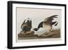 Illustration from 'Birds of America', 1827-38 (Hand-Coloured and Aquatint)-John James Audubon-Framed Giclee Print