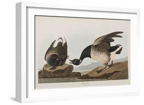 Illustration from 'Birds of America', 1827-38 (Hand-Coloured and Aquatint)-John James Audubon-Framed Giclee Print