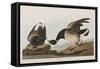 Illustration from 'Birds of America', 1827-38 (Hand-Coloured and Aquatint)-John James Audubon-Framed Stretched Canvas