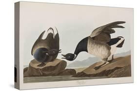 Illustration from 'Birds of America', 1827-38 (Hand-Coloured and Aquatint)-John James Audubon-Stretched Canvas