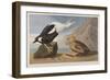 Illustration from 'Birds of America', 1827-38 (Hand-Coloured and Aquatint)-John James Audubon-Framed Giclee Print