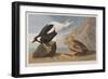 Illustration from 'Birds of America', 1827-38 (Hand-Coloured and Aquatint)-John James Audubon-Framed Giclee Print