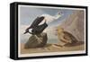 Illustration from 'Birds of America', 1827-38 (Hand-Coloured and Aquatint)-John James Audubon-Framed Stretched Canvas