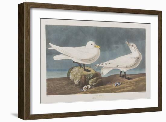 Illustration from 'Birds of America', 1827-38 (Hand-Coloured and Aquatint)-John James Audubon-Framed Giclee Print