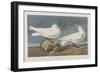 Illustration from 'Birds of America', 1827-38 (Hand-Coloured and Aquatint)-John James Audubon-Framed Giclee Print