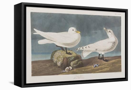 Illustration from 'Birds of America', 1827-38 (Hand-Coloured and Aquatint)-John James Audubon-Framed Stretched Canvas