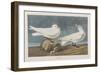 Illustration from 'Birds of America', 1827-38 (Hand-Coloured and Aquatint)-John James Audubon-Framed Premium Giclee Print