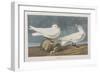 Illustration from 'Birds of America', 1827-38 (Hand-Coloured and Aquatint)-John James Audubon-Framed Premium Giclee Print