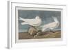 Illustration from 'Birds of America', 1827-38 (Hand-Coloured and Aquatint)-John James Audubon-Framed Giclee Print