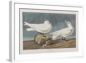 Illustration from 'Birds of America', 1827-38 (Hand-Coloured and Aquatint)-John James Audubon-Framed Giclee Print