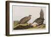 Illustration from 'Birds of America', 1827-38 (Hand-Coloured and Aquatint)-John James Audubon-Framed Giclee Print