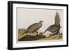 Illustration from 'Birds of America', 1827-38 (Hand-Coloured and Aquatint)-John James Audubon-Framed Giclee Print