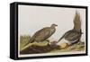 Illustration from 'Birds of America', 1827-38 (Hand-Coloured and Aquatint)-John James Audubon-Framed Stretched Canvas