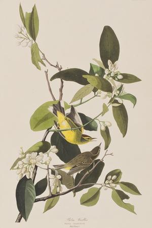 https://imgc.allpostersimages.com/img/posters/illustration-from-birds-of-america-1827-38_u-L-Q1HOGK60.jpg?artPerspective=n