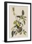 Illustration from 'Birds of America', 1827-38-John James Audubon-Framed Giclee Print