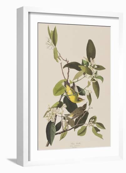 Illustration from 'Birds of America', 1827-38-John James Audubon-Framed Giclee Print