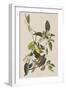 Illustration from 'Birds of America', 1827-38-John James Audubon-Framed Giclee Print