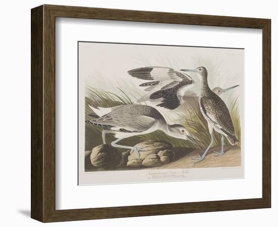 Illustration from 'Birds of America', 1827-38-John James Audubon-Framed Giclee Print