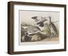 Illustration from 'Birds of America', 1827-38-John James Audubon-Framed Giclee Print