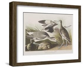 Illustration from 'Birds of America', 1827-38-John James Audubon-Framed Giclee Print