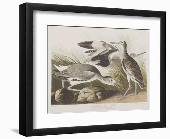 Illustration from 'Birds of America', 1827-38-John James Audubon-Framed Giclee Print