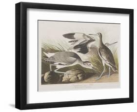 Illustration from 'Birds of America', 1827-38-John James Audubon-Framed Giclee Print