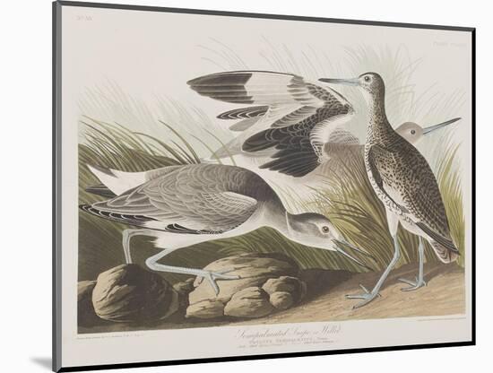 Illustration from 'Birds of America', 1827-38-John James Audubon-Mounted Giclee Print