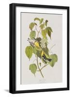 Illustration from 'Birds of America', 1827-38-John James Audubon-Framed Giclee Print