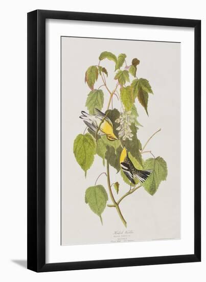 Illustration from 'Birds of America', 1827-38-John James Audubon-Framed Giclee Print