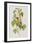 Illustration from 'Birds of America', 1827-38-John James Audubon-Framed Giclee Print